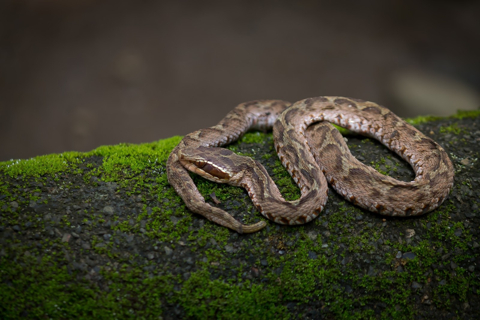 身近な生物を捕獲してみよう:ヘビ 捕獲方法と毒を持つ種類の見分け方! – 自然の展開図