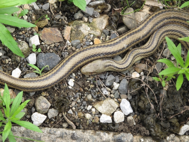 身近な生物を捕獲してみよう:ヘビ 捕獲方法と毒を持つ種類の見分け方! ページ 2 自然の展開図