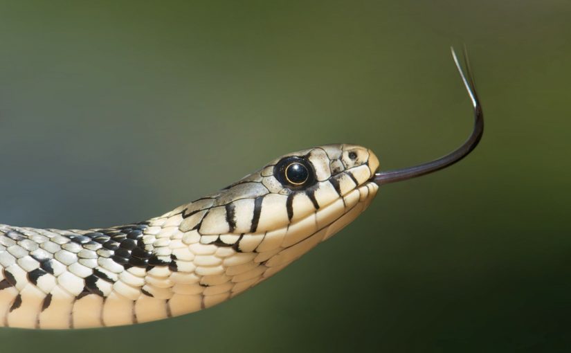 蛇の飼育の仕方 簡単で種類も豊富