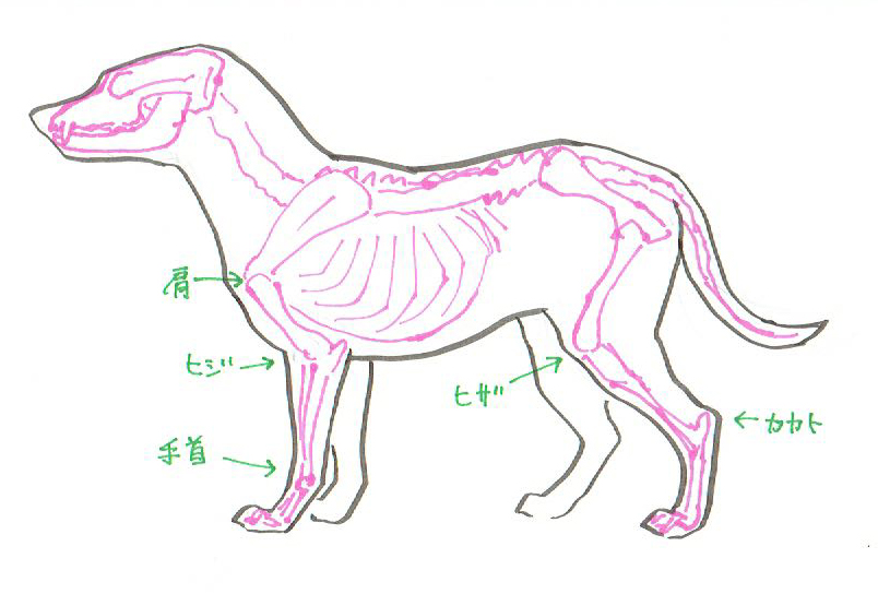 犬の描き方 2018年戌年 今年は手描きイラストの年賀状を出そう 自分でやればデザインも無料