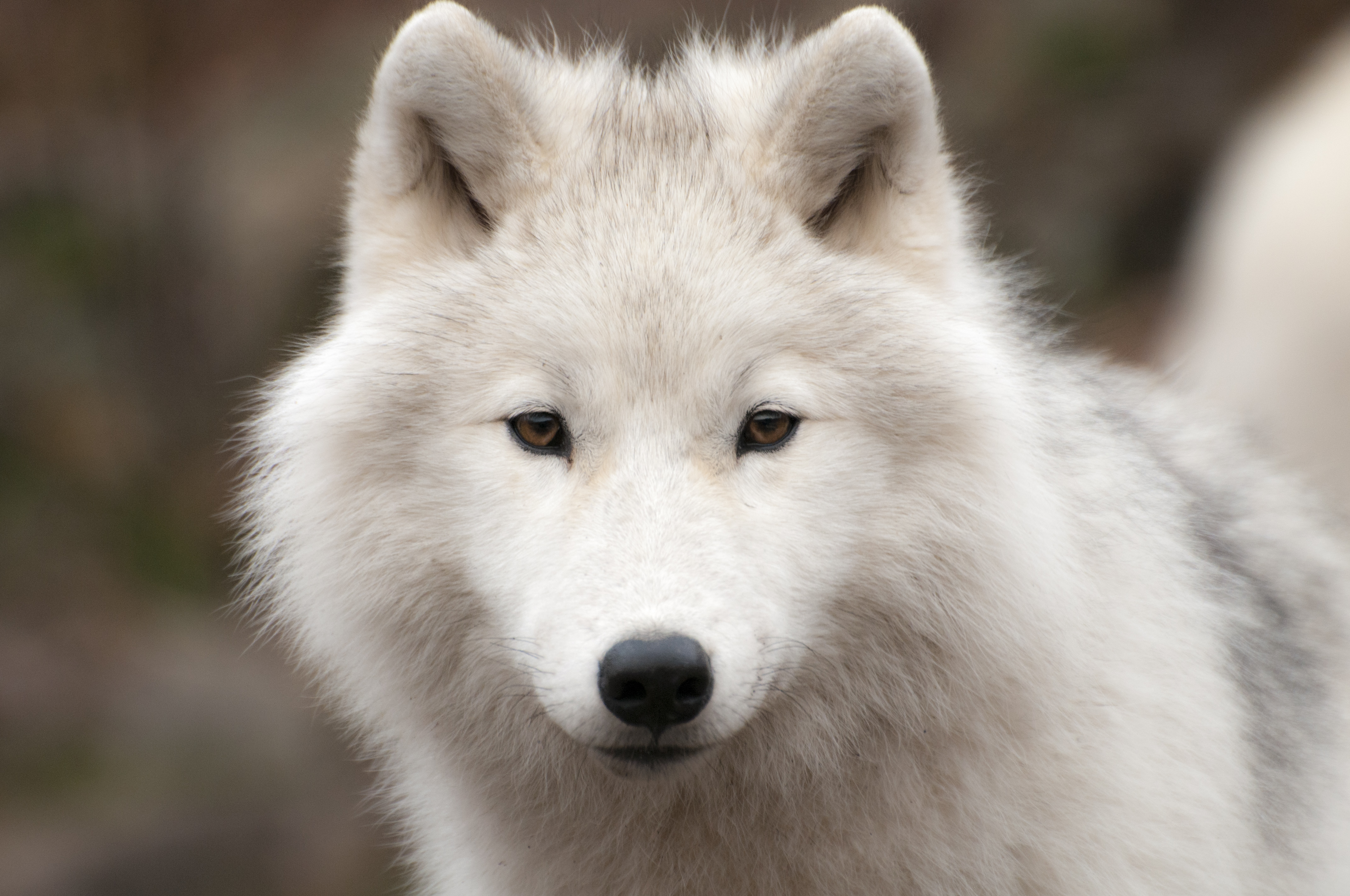 幻の白いオオカミ ホッキョクオオカミの生態ー ダーウィンが来た より