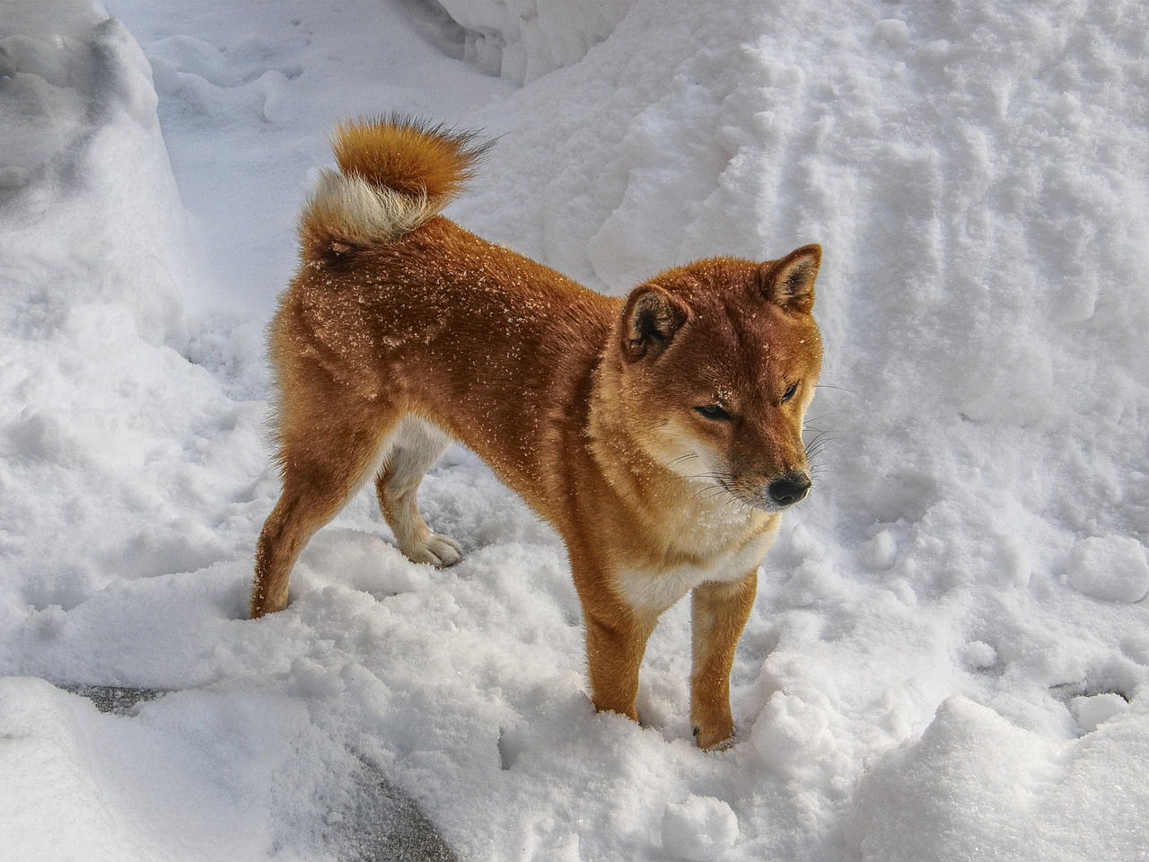 知ってるようで知らない 柴犬 Dna分析の結果 狼に どんな性格のイヌなの