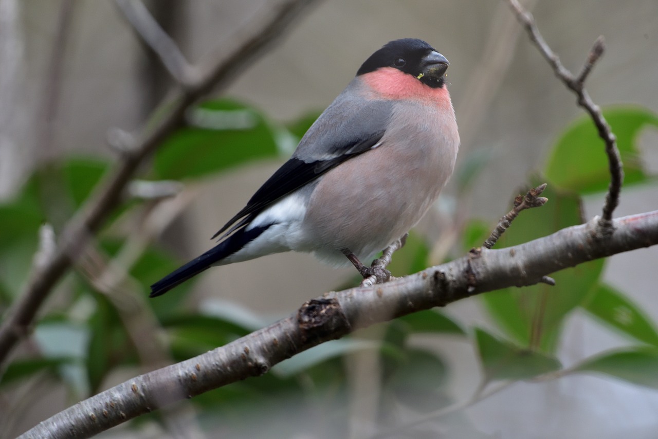 ウソ ホント ホントにウソ かわいい鳥ですよ ウソ 特徴的な鳴き声の 桜の害鳥