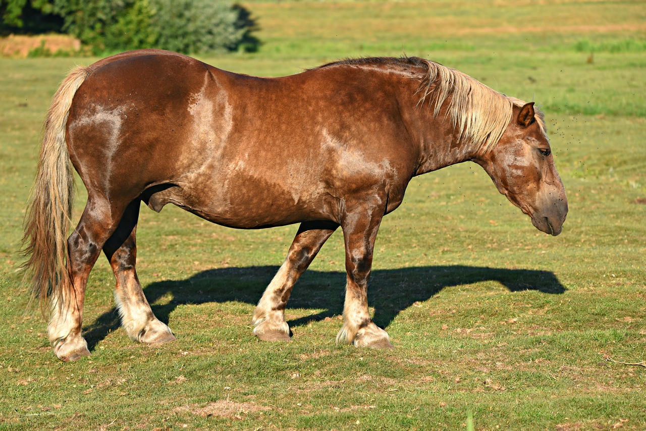 馬ってこんなにいろいろいるの サラブレッドだけじゃない 品種改良で生まれた様々な馬たち