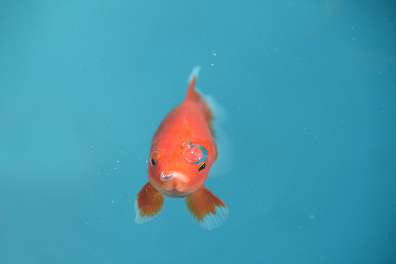 金魚の飼育は意外と難しい 金魚の種類 水替え 餌の与え方